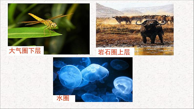 第1节 形形色色的生物 课件 北师大版(2014)生物学七年级上册04