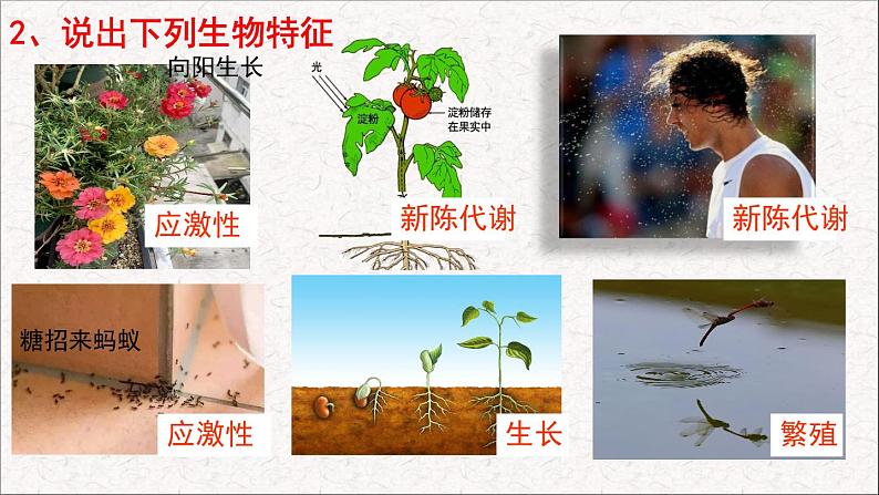 第1节 形形色色的生物 课件 北师大版(2014)生物学七年级上册07
