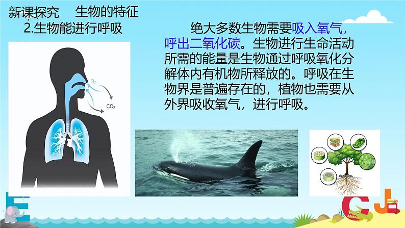 第二节 生物的特征 课件 人教版(2024)七年级上册08