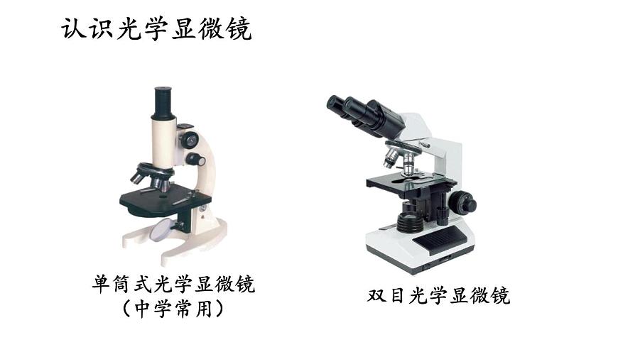1.1 走進(jìn)生物學(xué)實(shí)驗(yàn)室 第1課時(shí) 課件-2024-2025學(xué)年蘇教版生物七年級上冊第5頁