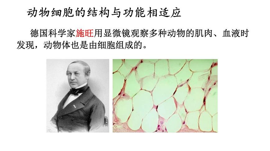 1.2 動物細(xì)胞的結(jié)構(gòu)與功能 課件-2024-2025學(xué)年蘇教版生物七年級上冊第4頁