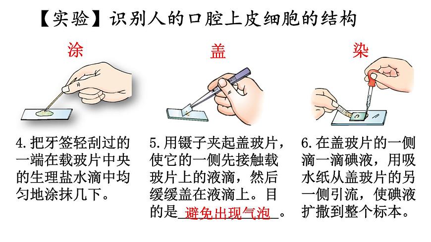 1.2 動物細(xì)胞的結(jié)構(gòu)與功能 課件-2024-2025學(xué)年蘇教版生物七年級上冊第6頁
