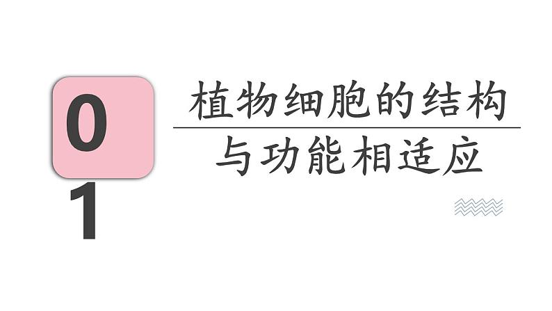 1.3 植物细胞的结构与功能 课件-2024-2025学年苏教版生物七年级上册03