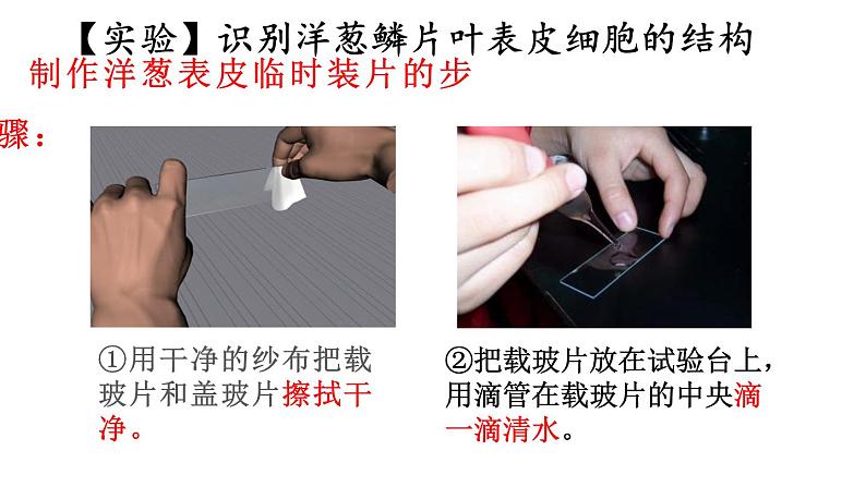 1.3 植物细胞的结构与功能 课件-2024-2025学年苏教版生物七年级上册06