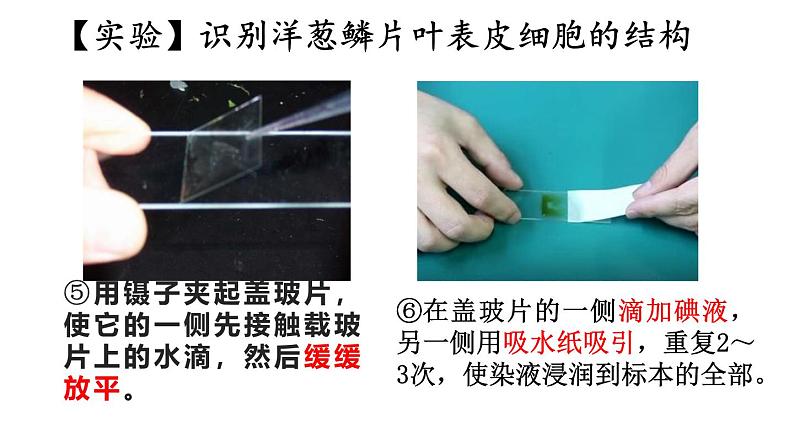 1.3 植物细胞的结构与功能 课件-2024-2025学年苏教版生物七年级上册08