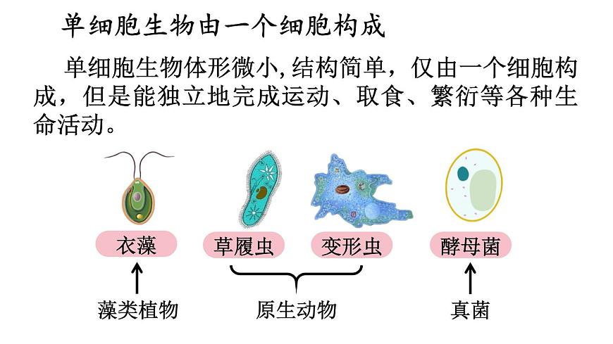 2.2 單細胞生物 課件-2024-2025學(xué)年蘇教版生物七年級上冊第4頁