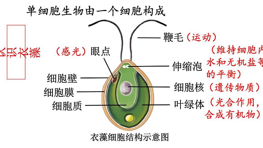 2.2 單細胞生物 課件-2024-2025學(xué)年蘇教版生物七年級上冊第5頁