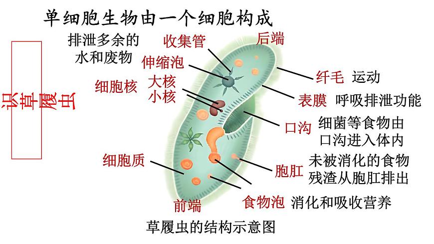 2.2 單細胞生物 課件-2024-2025學(xué)年蘇教版生物七年級上冊第6頁