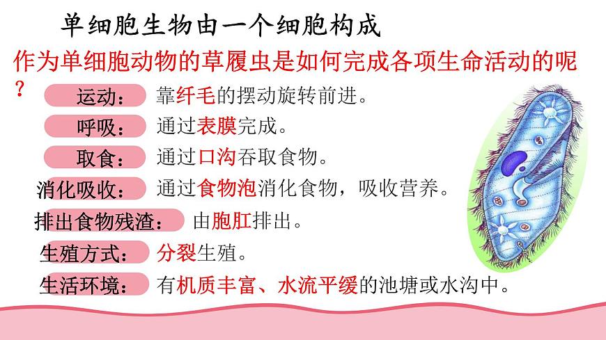 2.2 單細胞生物 課件-2024-2025學(xué)年蘇教版生物七年級上冊第7頁