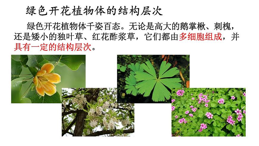 2.3 多細(xì)胞生物體的組成 課件-2024-2025學(xué)年蘇教版生物七年級(jí)上冊(cè)第4頁(yè)
