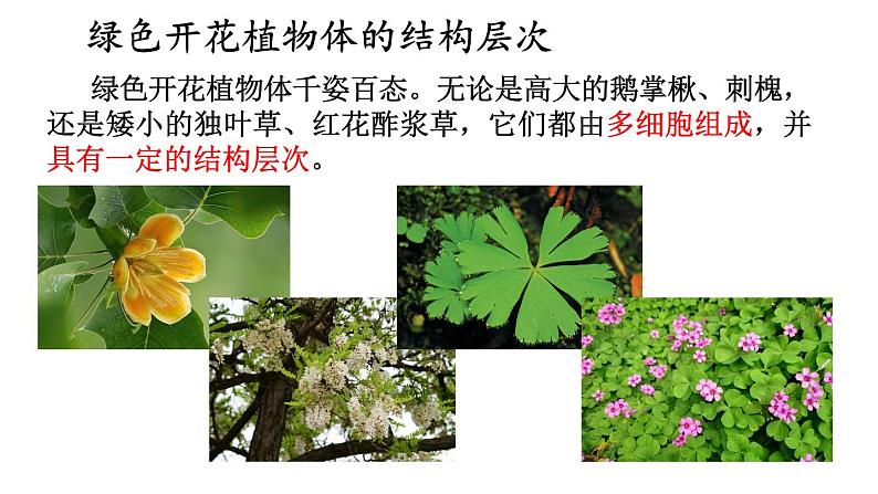2.3 多细胞生物体的组成 课件-2024-2025学年苏教版生物七年级上册04