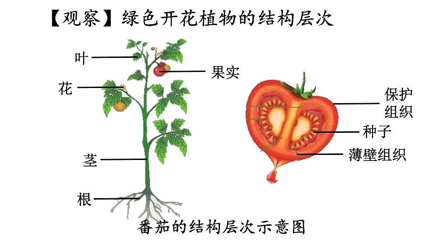 2.3 多細(xì)胞生物體的組成 課件-2024-2025學(xué)年蘇教版生物七年級(jí)上冊(cè)第5頁(yè)