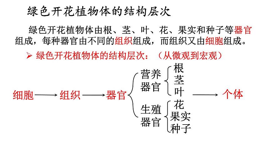 2.3 多細(xì)胞生物體的組成 課件-2024-2025學(xué)年蘇教版生物七年級(jí)上冊(cè)第6頁(yè)