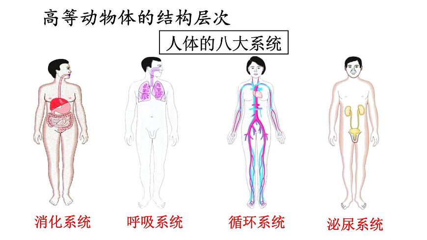 2.3 多細(xì)胞生物體的組成 課件-2024-2025學(xué)年蘇教版生物七年級(jí)上冊(cè)第8頁(yè)