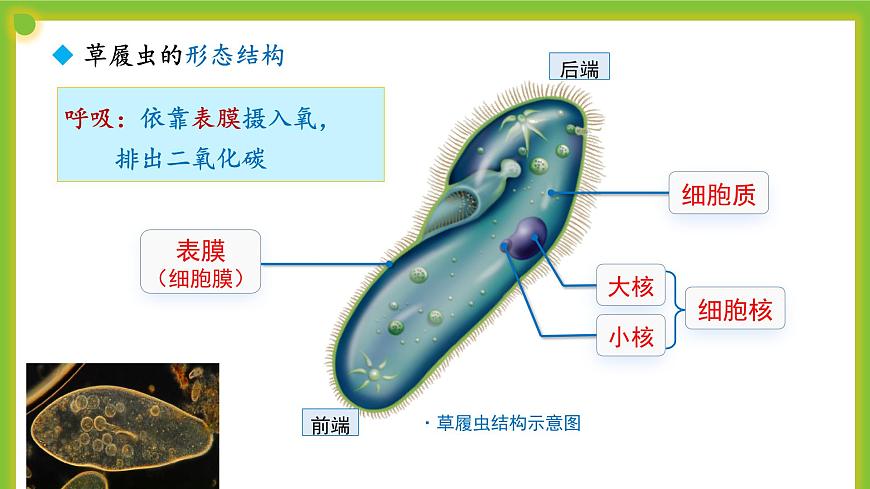 2.2《細(xì)胞是生命活動(dòng)的單位》課件第8頁(yè)