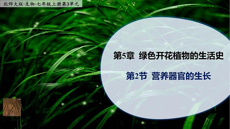 5.2《营养器官的生长》课件PPT01