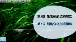 3.2《细胞分化形成形成组织》课件