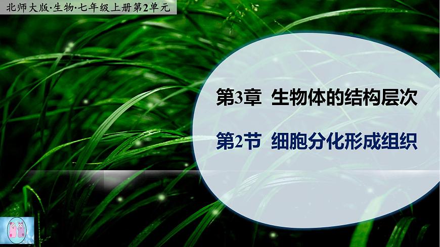 3.2《細胞分化形成形成組織》課件第1頁