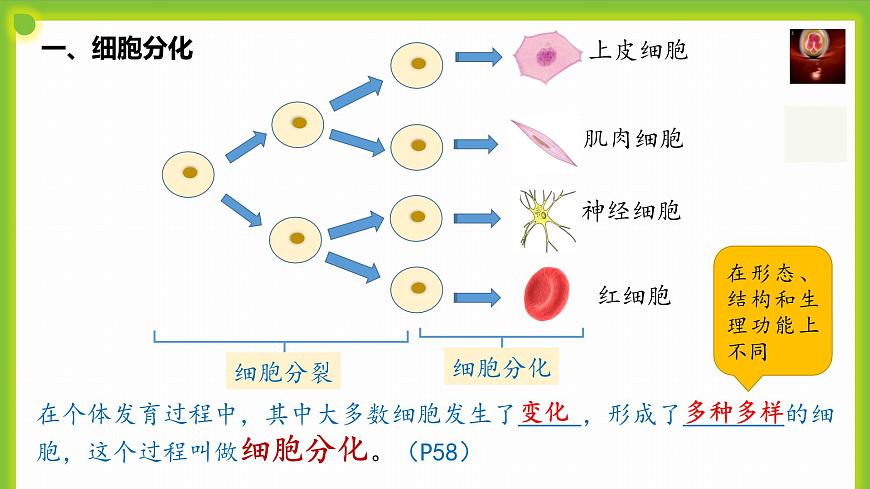 3.2《細胞分化形成形成組織》課件第6頁