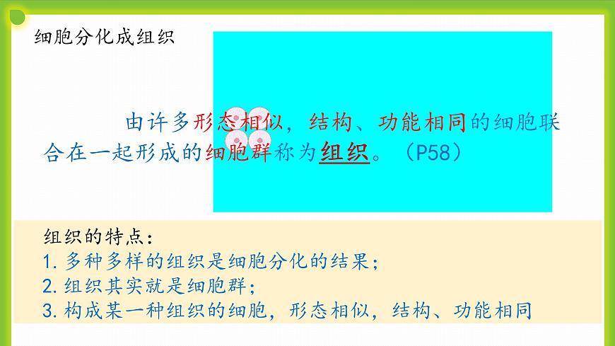 3.2《細胞分化形成形成組織》課件第7頁