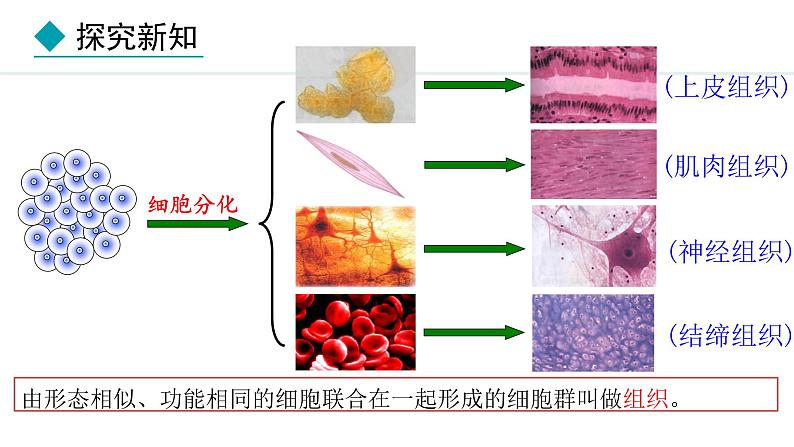 1.3.2 动物体的结构层次 课件-2024--2025学年人教版生物七年级上册06