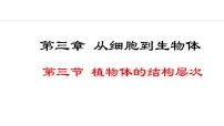 初中生物人教版（2024）七年级上册第三节 植物体的结构层次课前预习ppt课件