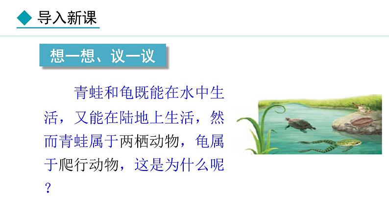 2.2.2 第2课时 两栖动物和爬行动物 课件-2024--2025学年人教版生物七年级上册03