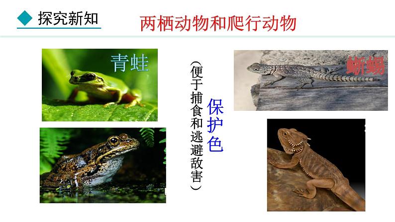2.2.2 第2课时 两栖动物和爬行动物 课件-2024--2025学年人教版生物七年级上册05