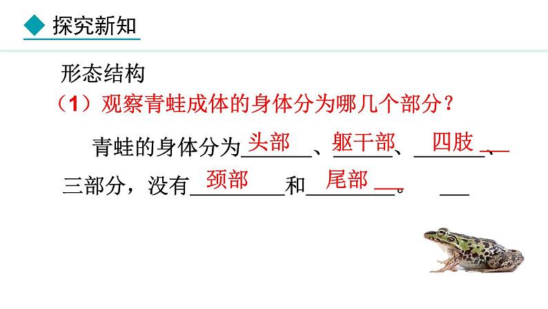 2.2.2 第2课时 两栖动物和爬行动物 课件-2024--2025学年人教版生物七年级上册07