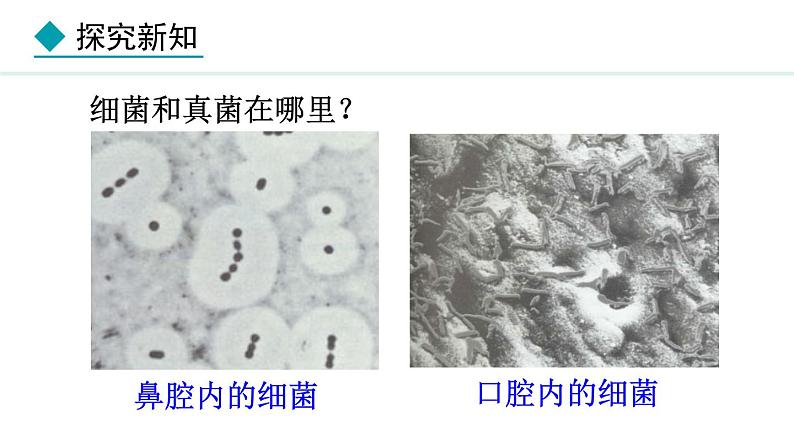 2.3.1 微生物的分布 课件-2024--2025学年人教版生物七年级上册02