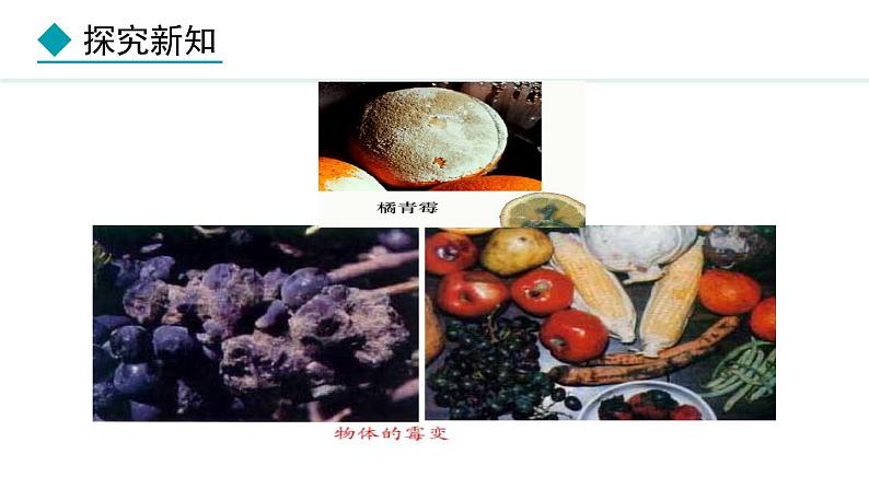 2.3.1 微生物的分布 课件-2024--2025学年人教版生物七年级上册03
