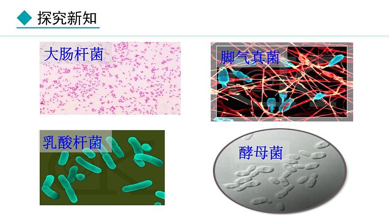 2.3.1 微生物的分布 课件-2024--2025学年人教版生物七年级上册04