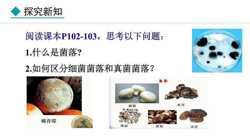 2.3.1 微生物的分布 课件-2024--2025学年人教版生物七年级上册05