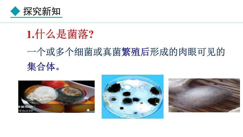 2.3.1 微生物的分布 课件-2024--2025学年人教版生物七年级上册07