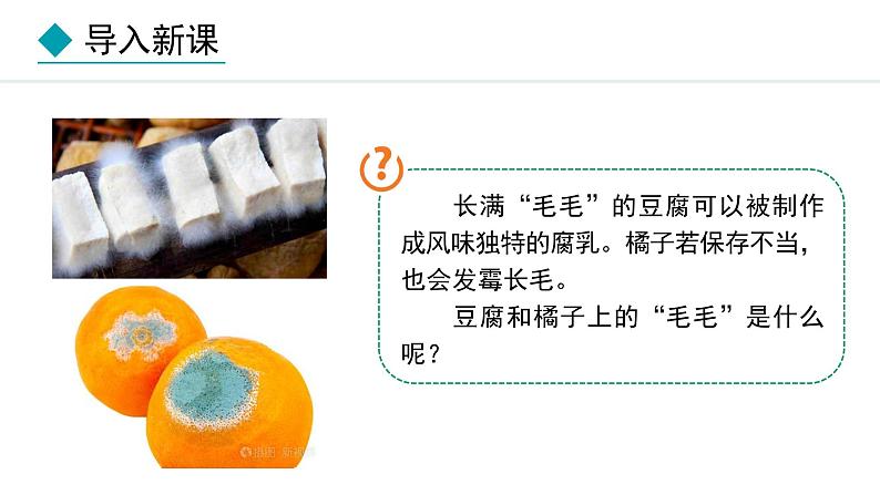 2.3.3 真菌 课件-2024--2025学年人教版生物七年级上册03