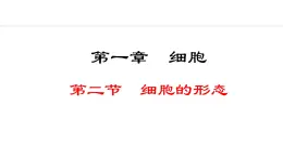 1.1.2  细胞的形态 课件--2024-2025学年冀少版生物七年级上册