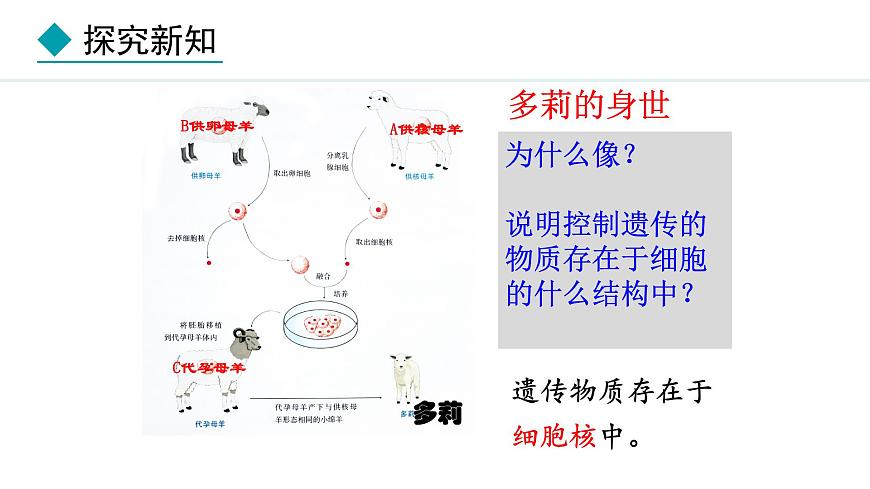 1.1.4  細(xì)胞的生命活動 課件--2024-2025學(xué)年冀少版生物七年級上冊第5頁