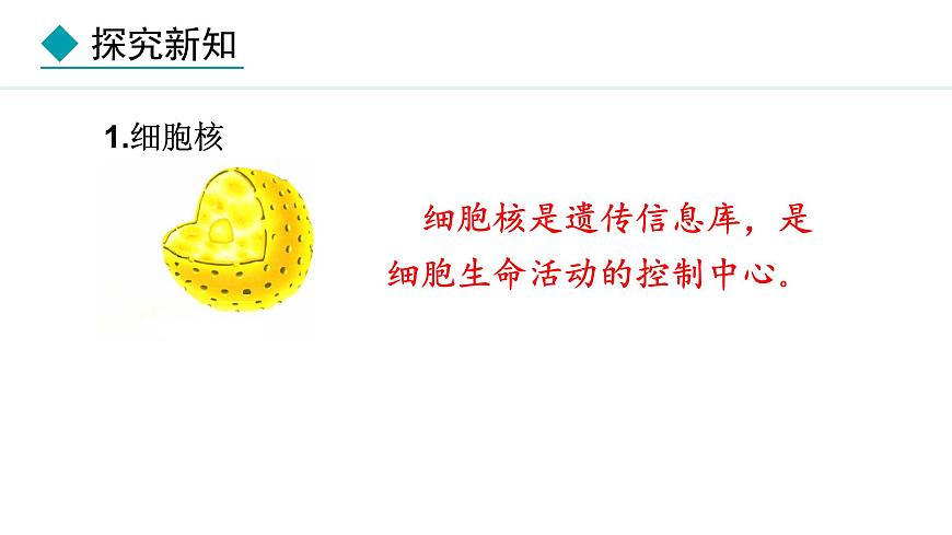 1.1.4  細(xì)胞的生命活動 課件--2024-2025學(xué)年冀少版生物七年級上冊第6頁