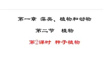 初中生物冀少版（2024）七年级上册二、种子植物图片ppt课件