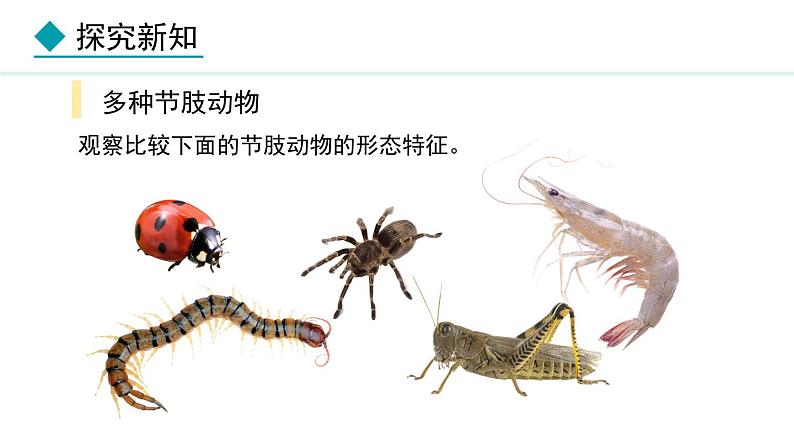 2.1.3 第2课时 节肢动物 课件--2024-2025学年冀少版生物七年级上册04