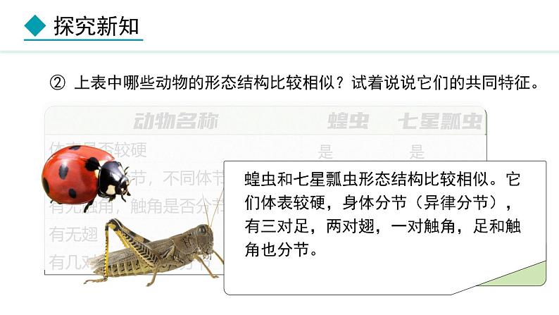 2.1.3 第2课时 节肢动物 课件--2024-2025学年冀少版生物七年级上册07