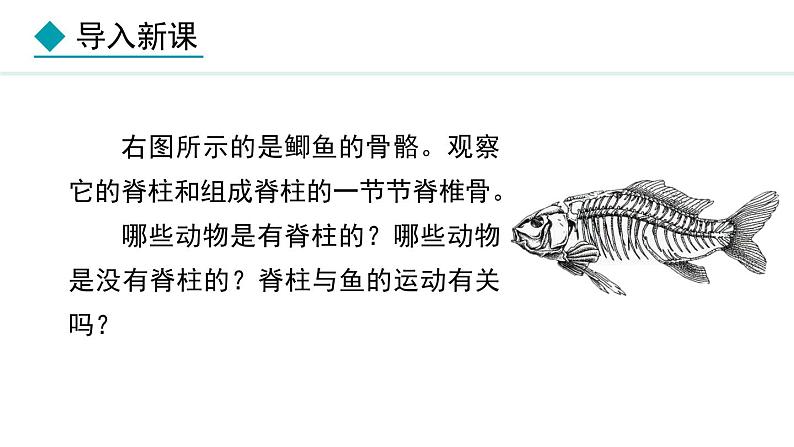 2.1.4 第1课时 鱼类 课件--2024-2025学年冀少版生物七年级上册03