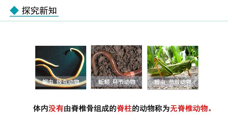2.1.4 第1课时 鱼类 课件--2024-2025学年冀少版生物七年级上册05