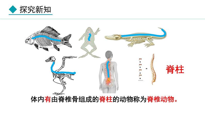 2.1.4 第1课时 鱼类 课件--2024-2025学年冀少版生物七年级上册06