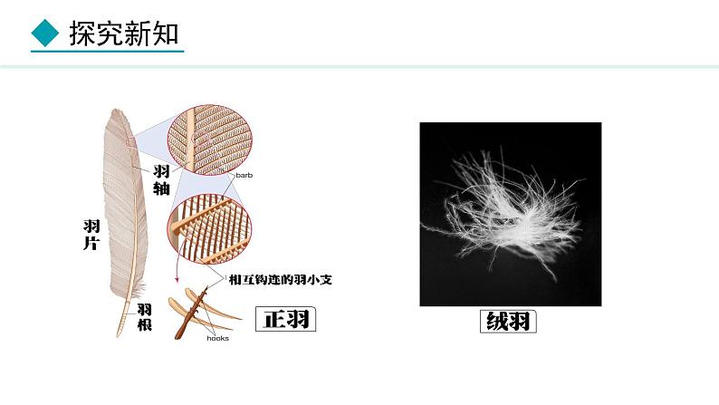 2.1.4 第3课时 鸟类 课件--2024-2025学年冀少版生物七年级上册07