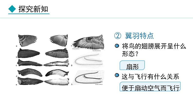 2.1.4 第3课时 鸟类 课件--2024-2025学年冀少版生物七年级上册08