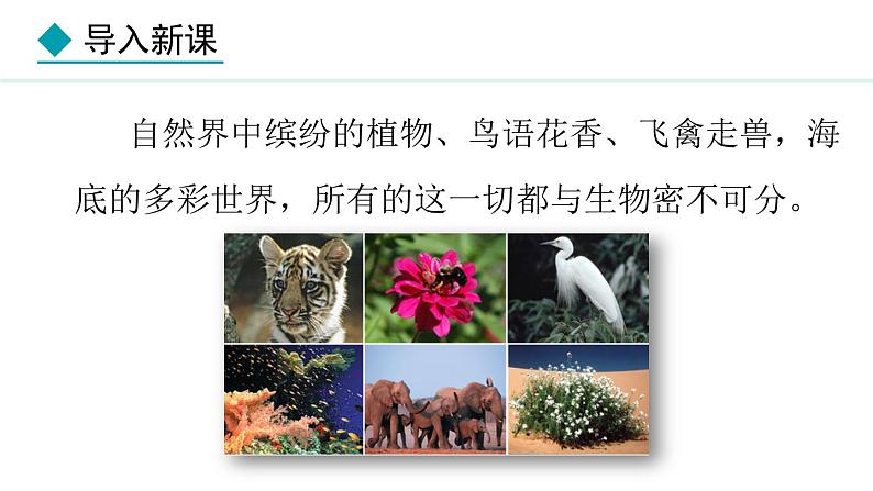 2.4.2 生物资源的保护 课件--2024-2025学年冀少版生物七年级上册03