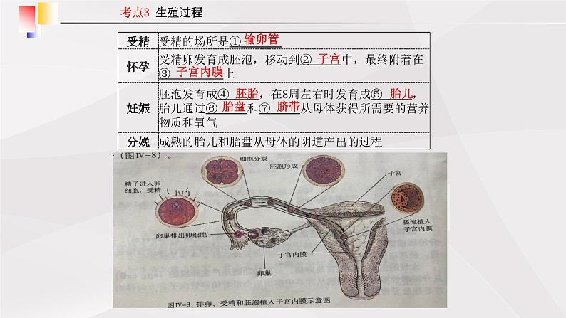 鲁教版(五四制)初中生物七年级上册 第1章 人的由来复习 课件03