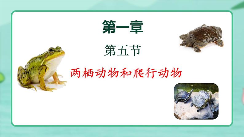 5.1.5 两栖动物和爬行动物 -2024-2025学年生物八年级上册同步备课高效课件(统编版)第1页