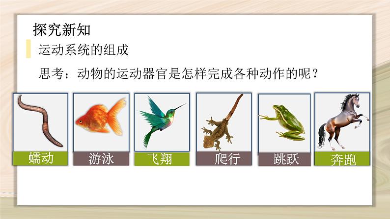 5.2.1 动物的运动-2024-2025学年生物八年级上册同步备课高效课件第6页